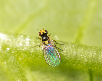 Adult form of the Tomato leaf miner Liriomyza bryoniae