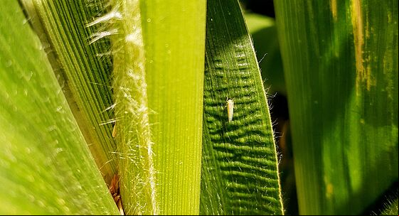 Maize leafhopper Dalbulis maidis