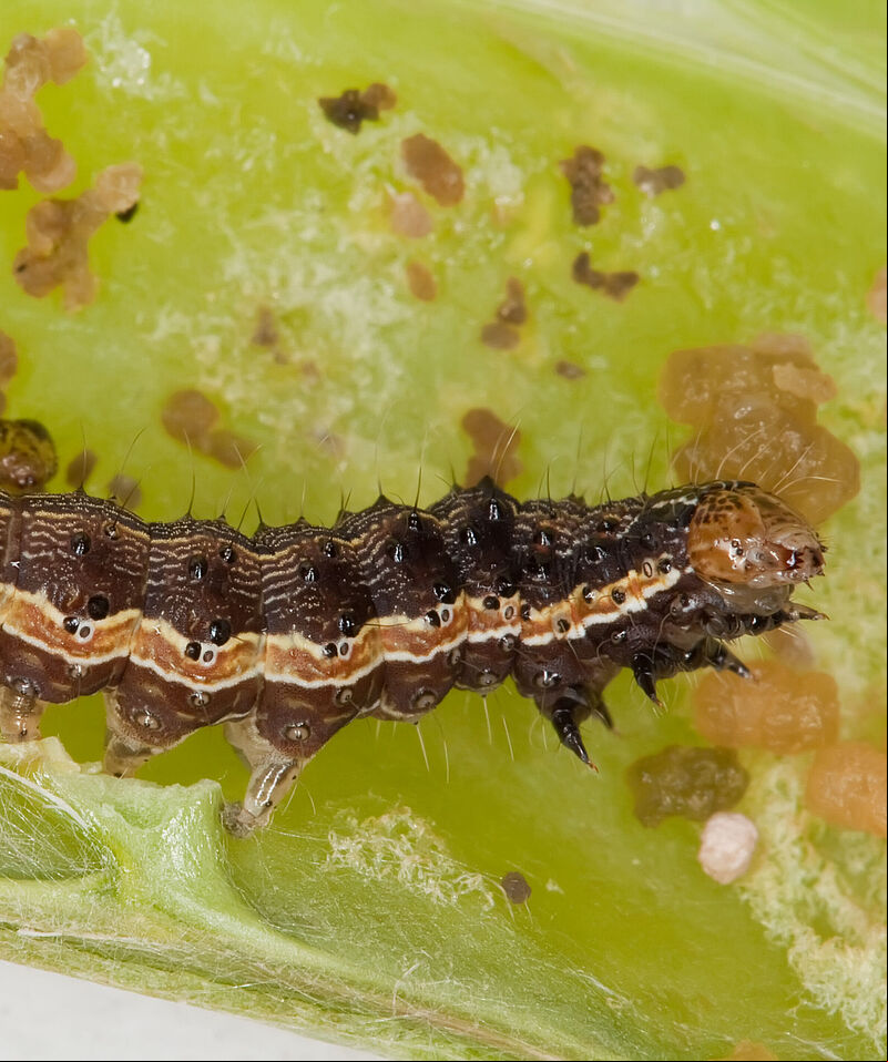 Larva of the Cotton bollworm Helicoverpa armigera
