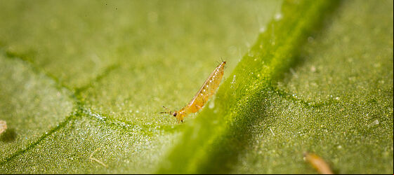 Western Flower Thrips Frankliniella occidentalis on a leaf