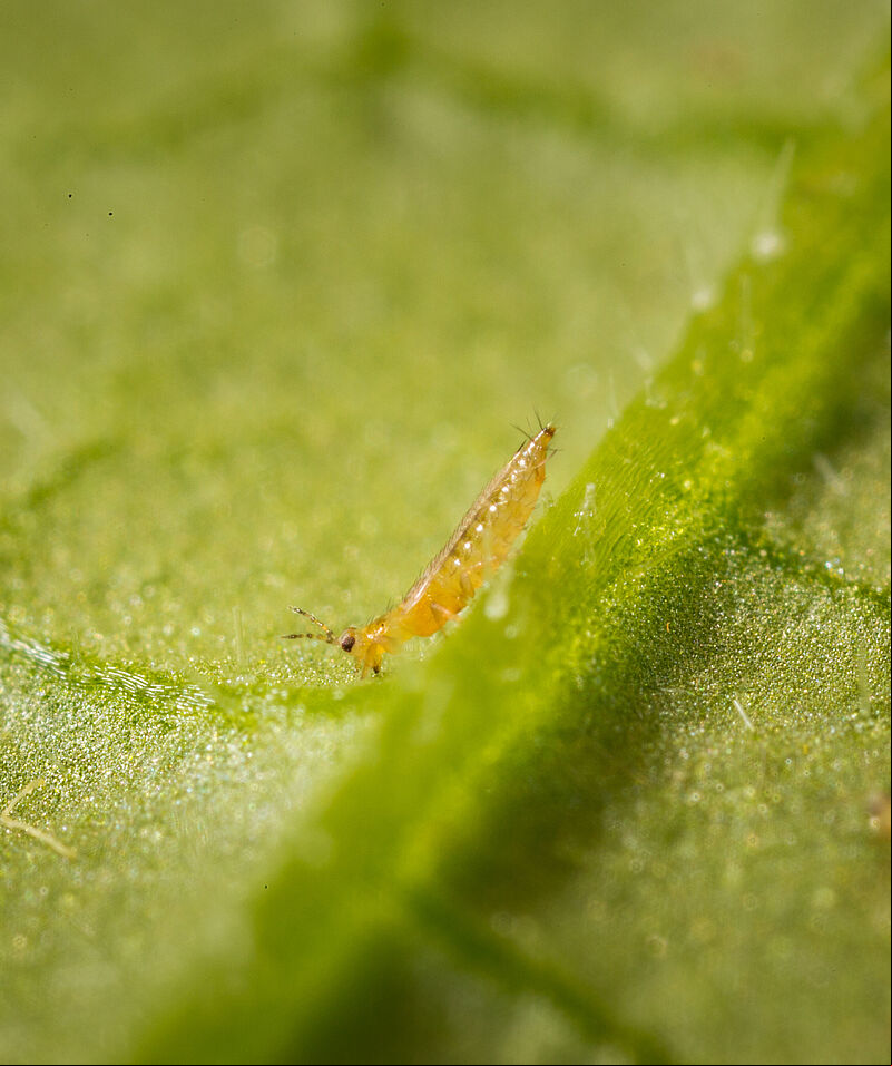 Western Flower Thrips Frankliniella occidentalis on a leaf