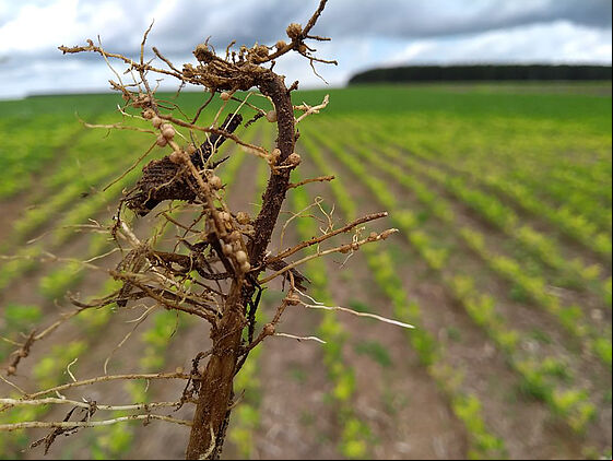 Root damage caused by Fusarium solani
