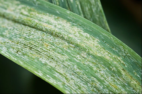 Leek damage caused by the Onion thrips Thrips tabaci