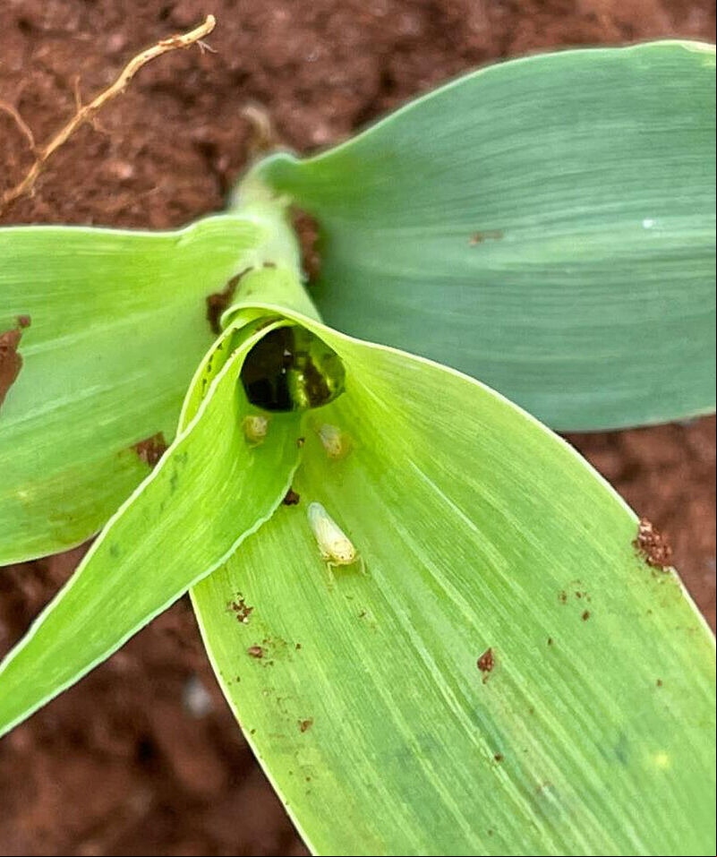 Maize leafhopper Dalbulis maidis infected by Octane