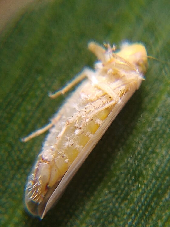 Maize leafhopper Dalbulis maidis infected by Octane