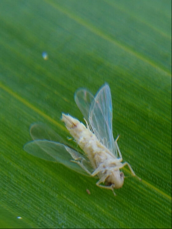 Maize leafhopper Dalbulis maidis infected by Octane